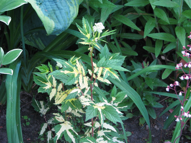 Reine-des-prés, ulmaire Filipendula ulmaria variegata