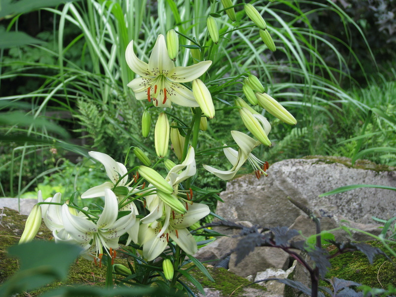 Lys, Lis tigr&eacute;, Lilium lancifolium, Lilium tigrinum 'lancifolium Sweet Surrender'