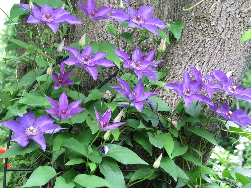 Cl&eacute;matite, Clematis 'The President'