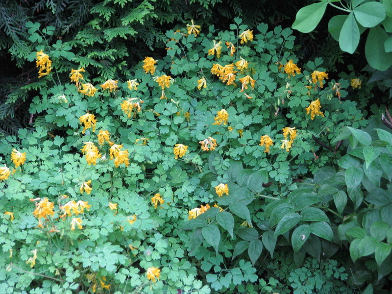 Corydale Corydale jaune Corydalis lutea 