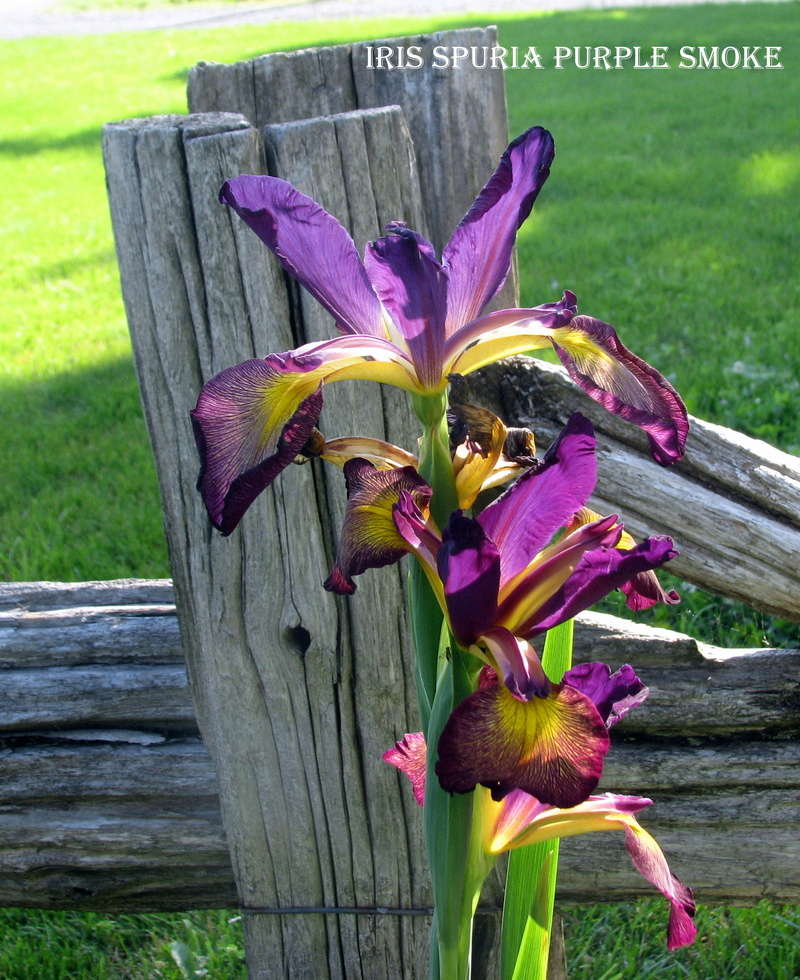Iris spuria Purple Smoke