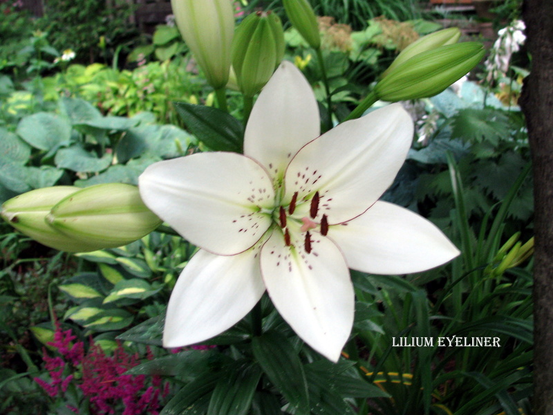 Lys, Lilium longiflorum x asiatic 'Eyeliner'