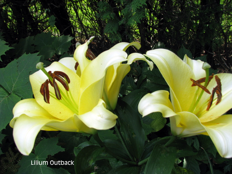 Lys, Oriental x Trumpet, Lilium orienpet 