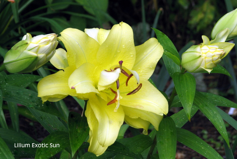 Lys, Oriental x Trumpet, Lilium orienpet 'Exotic Sun'