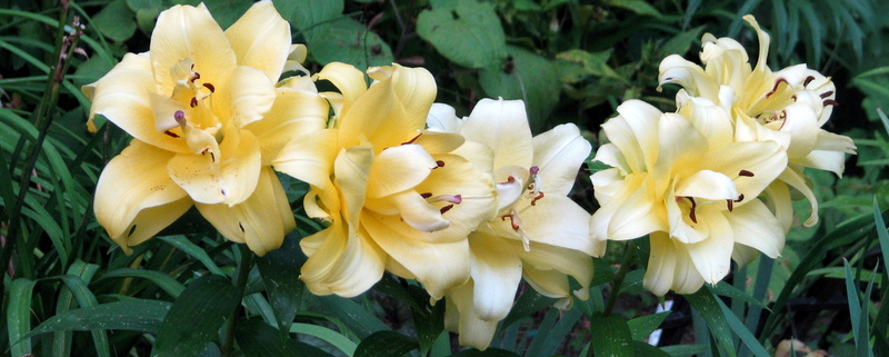 Lys, Oriental x Trumpet, Lilium ×orienpet 'Exotic Sun'