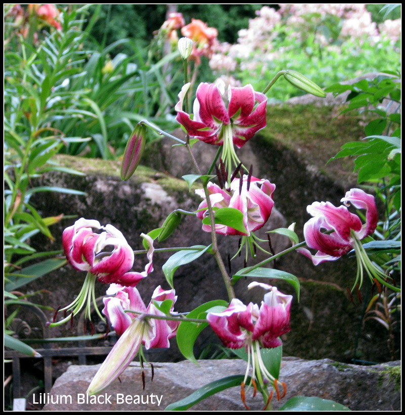 Lys, Oriental x Trumpet, Lilium ×orienpet 'Black Beauty'