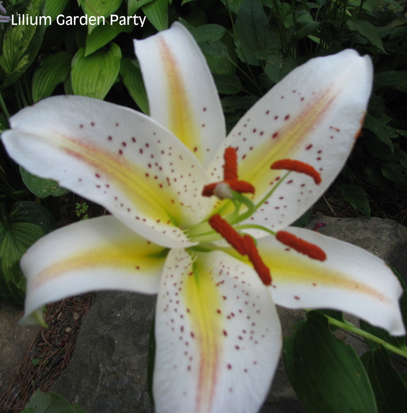 Lys, Lilium orientale 'Garden Party'