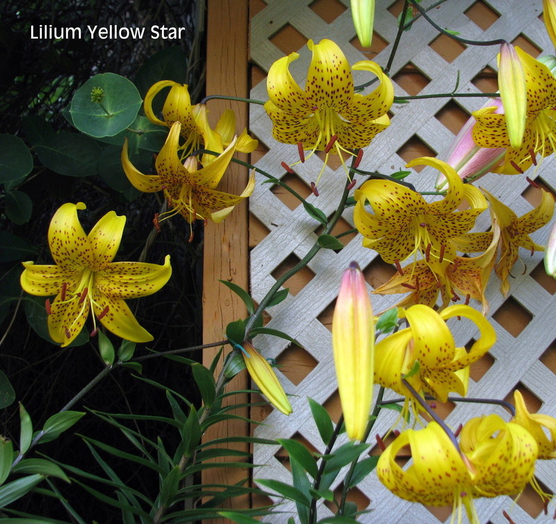 Lys Lis tigré, Lilium lancifolium Lilium tigrinum Yellow Star