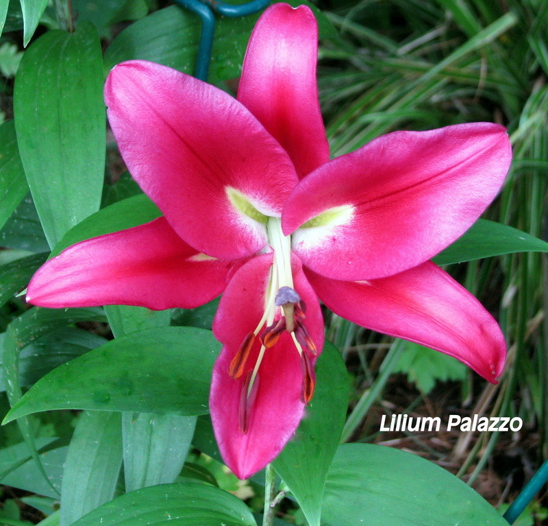 Lys Oriental x Trumpet Lilium ×orienpet Palazzo