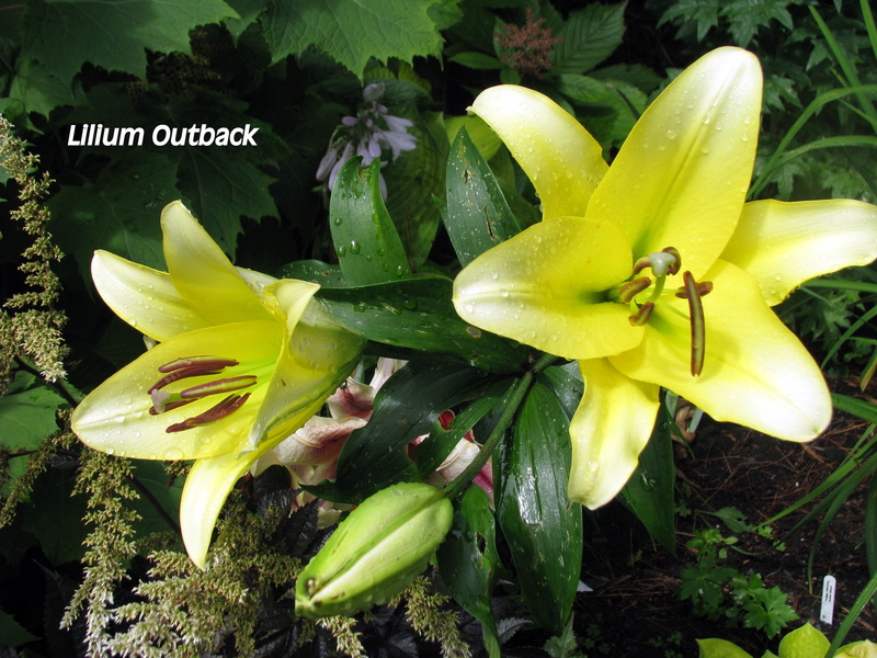 Lys, Oriental x Trumpet, Lilium ×orienpet 'Outback'