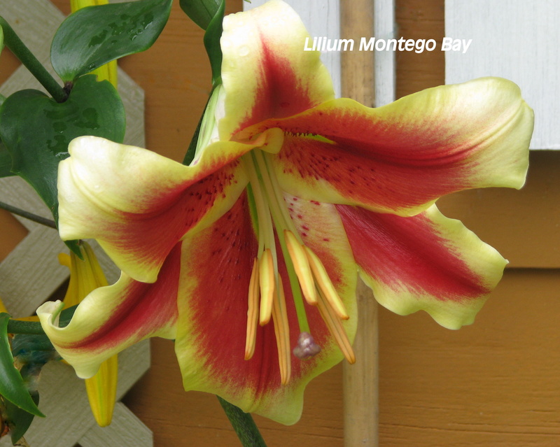Lys, Oriental x Trumpet, Lilium ×orienpet 'Montego Bay'