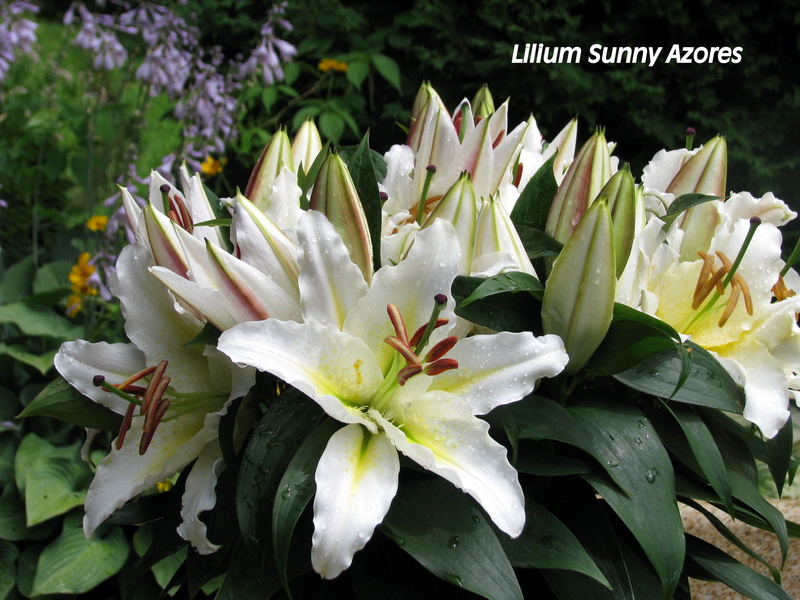 Lys, Lilium orientale 'Sunny Azores'