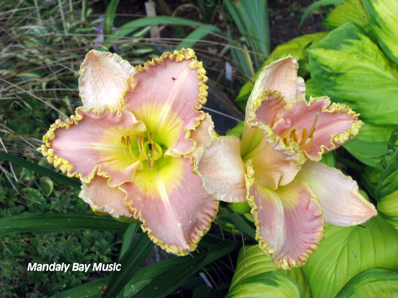 Hémérocalle Hemerocallis ×hybrida Mandaly Bay Music