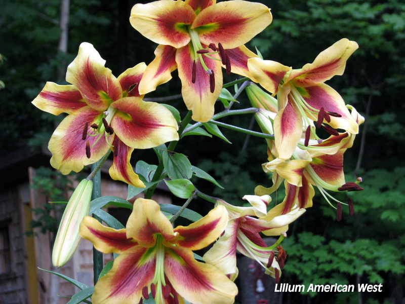 Lys Oriental x Trumpet Lilium ×orienpet American West