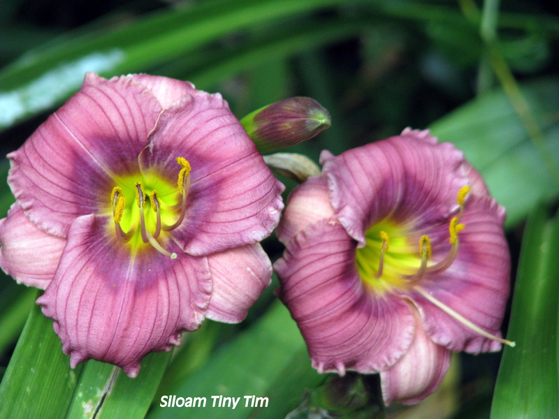 H&eacute;m&eacute;rocalle, Hemerocallis hybrida 'Siloam Tiny Tim'