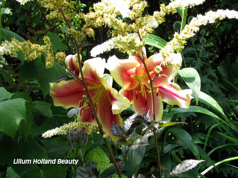 Lys Oriental x Trumpet Lilium ×orienpet Holland Beauty