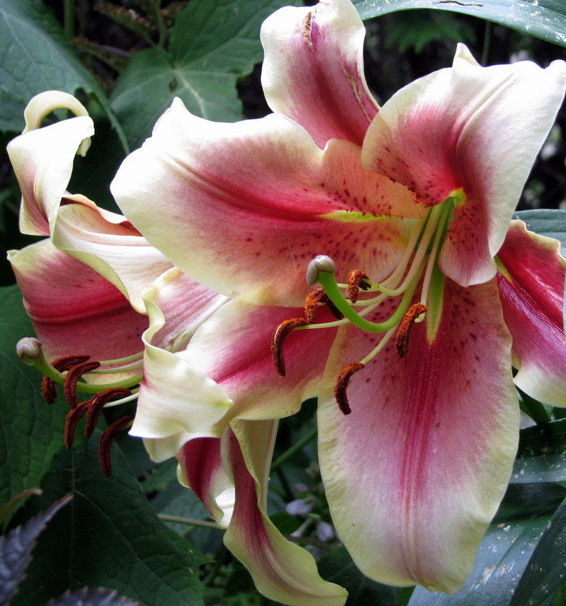 Lys, Oriental x Trumpet, Lilium ×orienpet 'Holland Beauty'