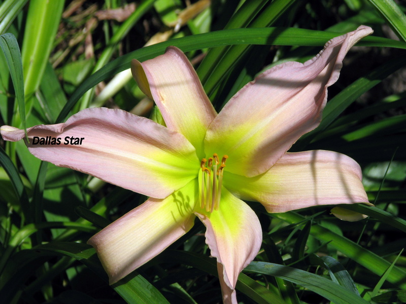 H&eacute;m&eacute;rocalle, Hemerocallis ×hybrida 'Dallas Star'
