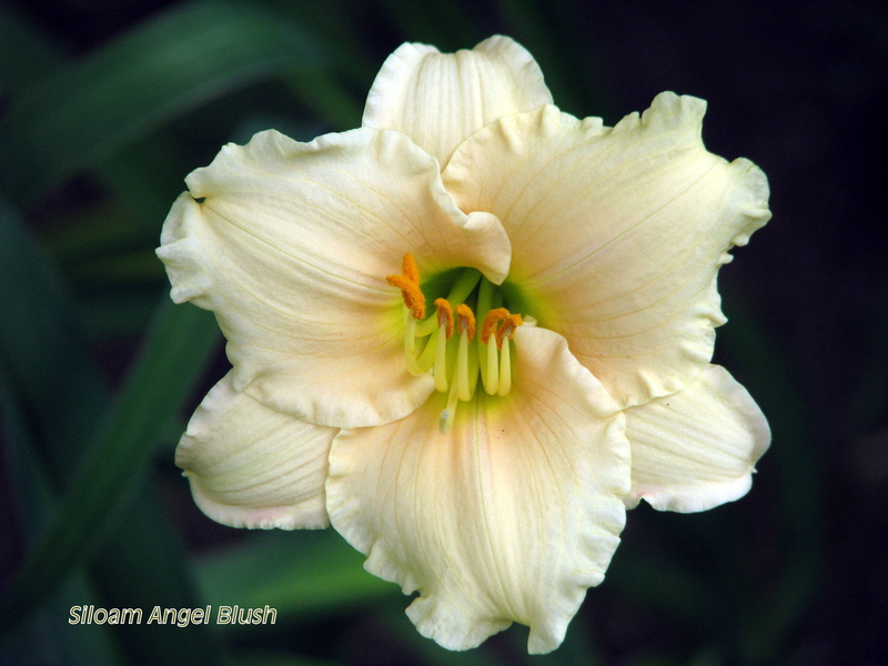 Hémérocalle Hemerocallis ×hybrida Siloam Angel Blush