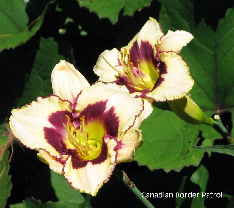 H&eacute;m&eacute;rocalle, Hemerocallis ×hybrida 'Canadian Border Patrol'