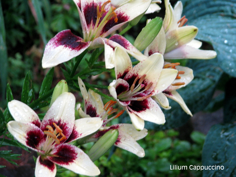 Lys, Asiatique, Lilium ×asiatique 'Cappuccino'
