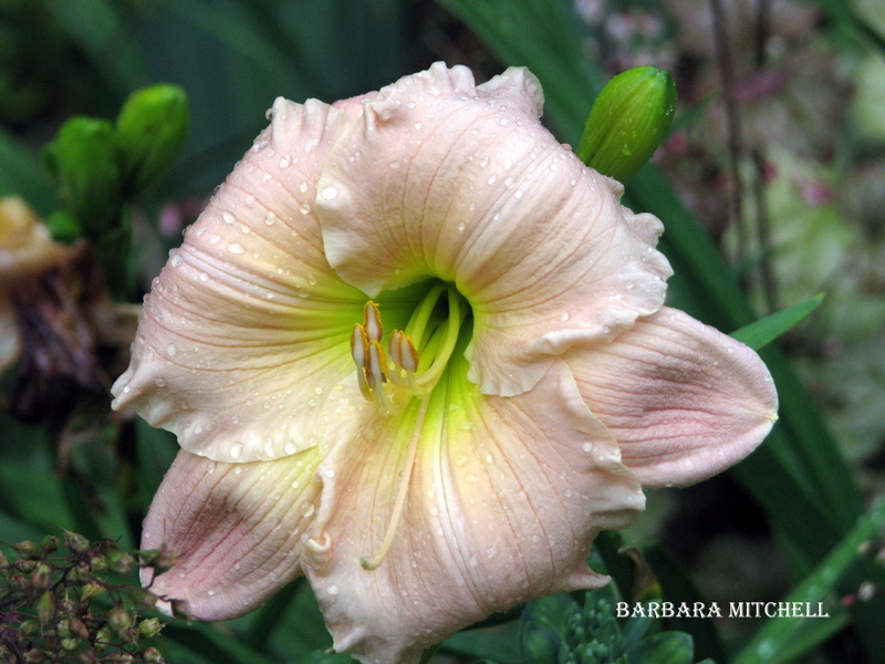 H&eacute;m&eacute;rocalle, Hemerocallis ×hybrida 'Barbara Mitchell'