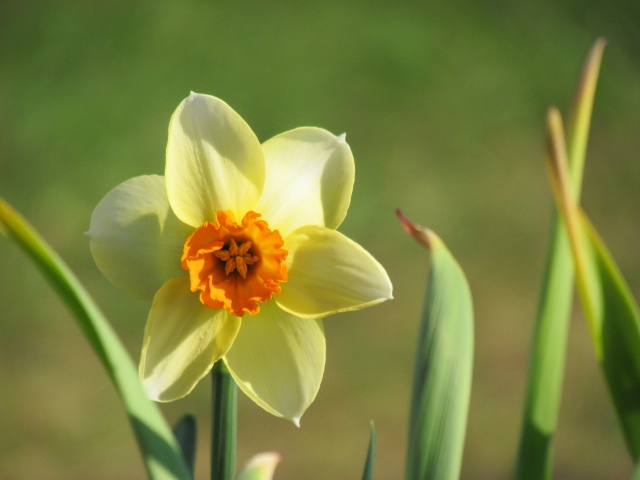 Narcisse, Narcissus 'Barrett Browning'