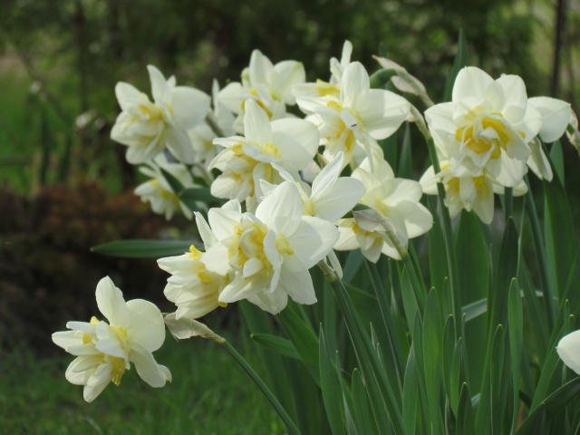 Narcisse Narcissus Irene Copeland