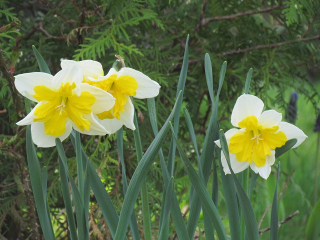 Narcisse Narcissus Orangerie