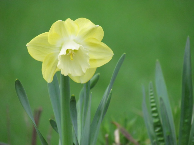 Narcisse, Narcissus 'Avalon'