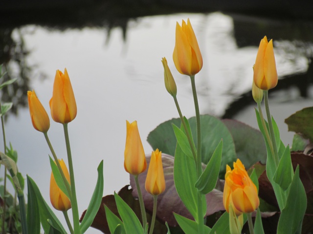 Tulipe, tulipes, Tulipa praestans 'Shogun'
