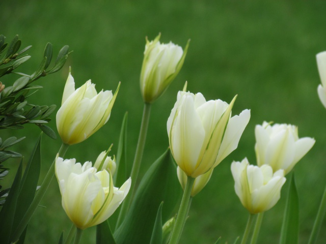 Tulipe, tulipes Tulipa fosteriana Exotic Emperor
