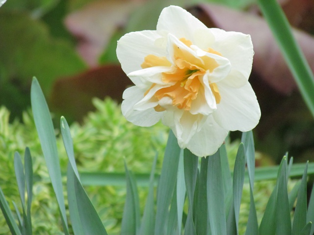 Narcisse Narcissus Delnashaugh