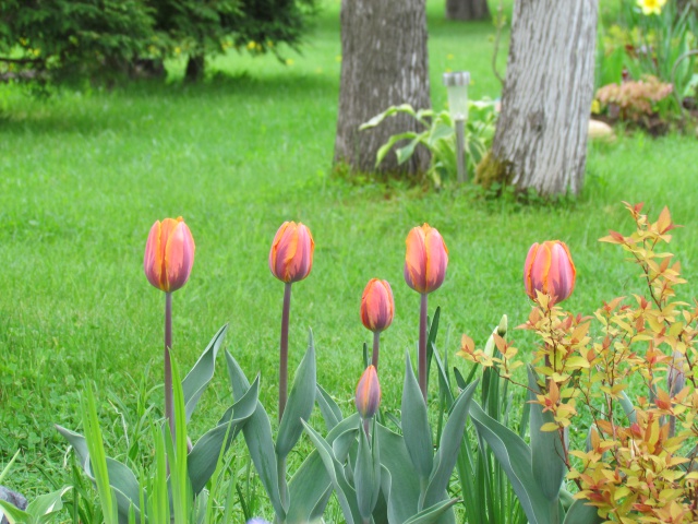 Tulipe, tulipes, Tulipa 'Princess Irene'
