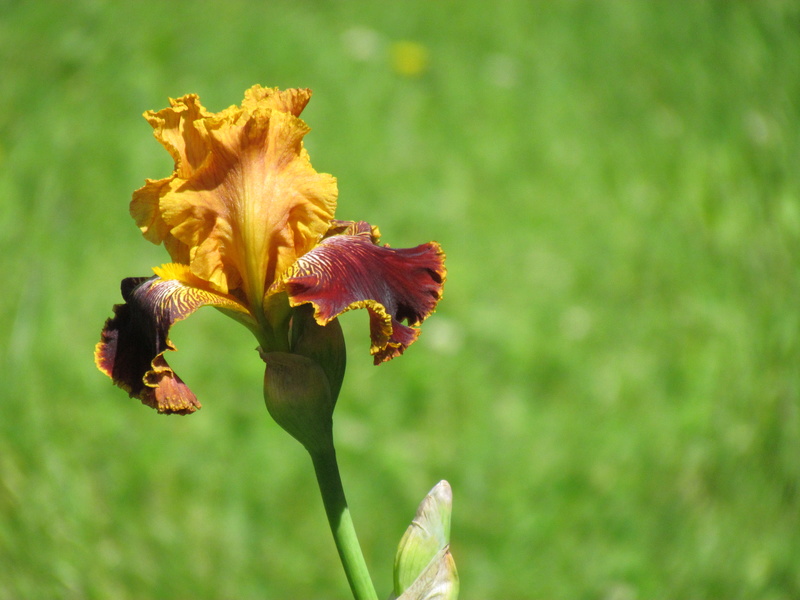 Iris d&rsquo;Allemagne, Iris barbu, Iris germanica 'Michigan Pride'
