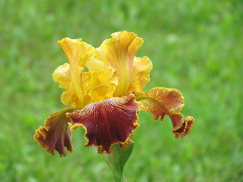 Iris d'Allemagne, Iris barbu Iris germanica Michigan Pride