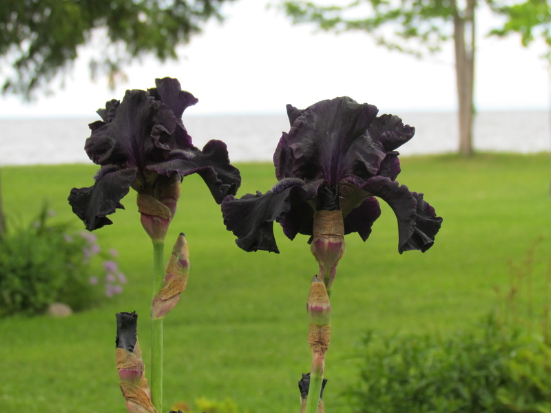 Iris d&rsquo;Allemagne, Iris barbu, Iris germanica 'Midnight Oil'