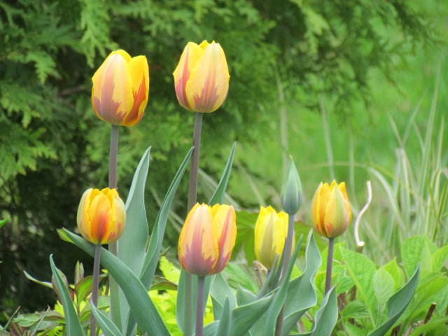 Tulipe, tulipes, Tulipa 'Ravana'