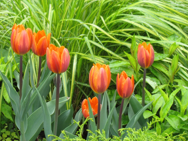 Tulipe, tulipes, Tulipa 'Princess Irene'