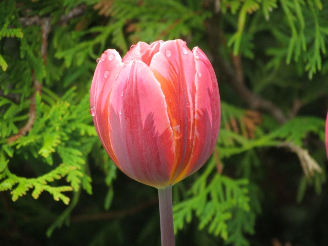 Tulipe, tulipes Tulipa Pretty Princess
