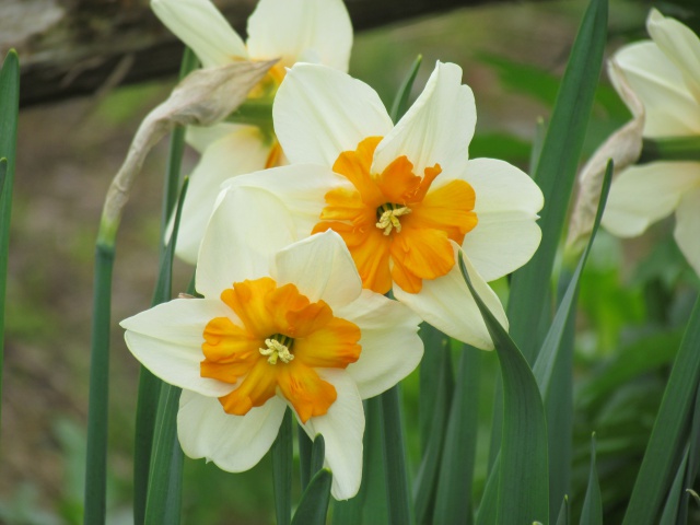 Narcisse, Narcissus 'Tricolette'
