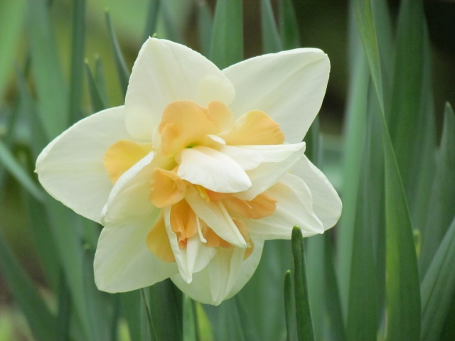 Narcisse, Narcissus 'Delnasnaugh'