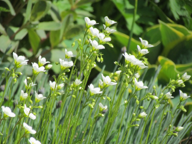 Saxifrage, Saxifraga ×arendsii 'Spring Snow'