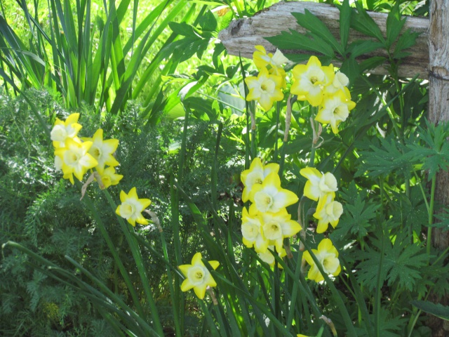 Narcisse, Narcissus 'Hillstar'