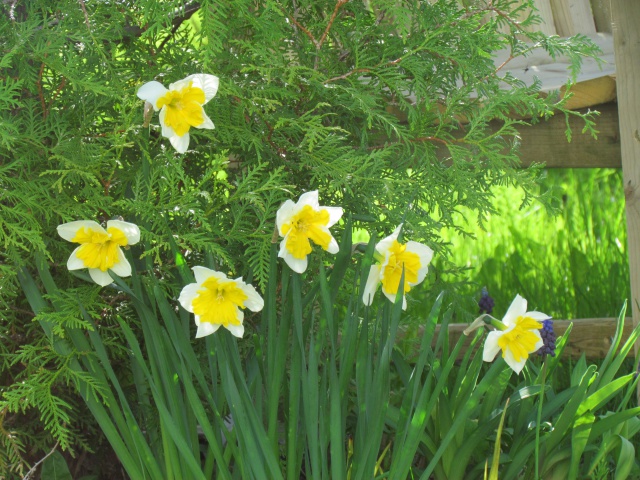 Narcisse, Narcissus 'Orangerie'