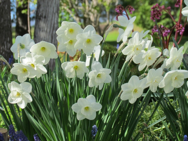 Narcisse, Narcissus 'Ice Follies'