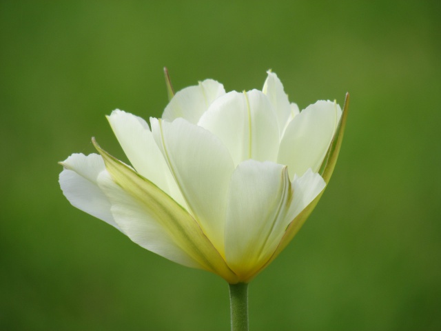 Tulipe, tulipes Tulipa Exotic Emporer