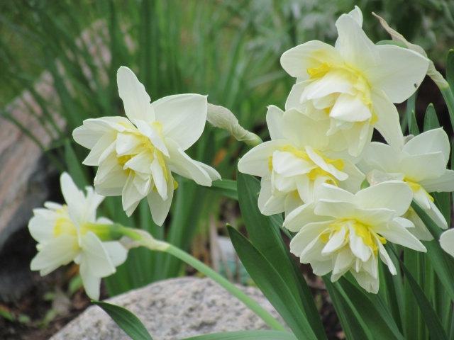 Narcisse, Narcissus 'Irene Copeland'