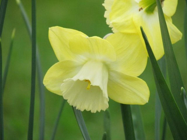 Narcisse, Narcissus 'Avalon'