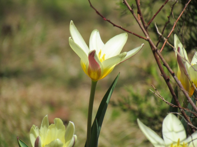 Tulipe, tulipes, Tulipe n&eacute;nuphar, Tulipa kaufmanniana 'Waterlily'